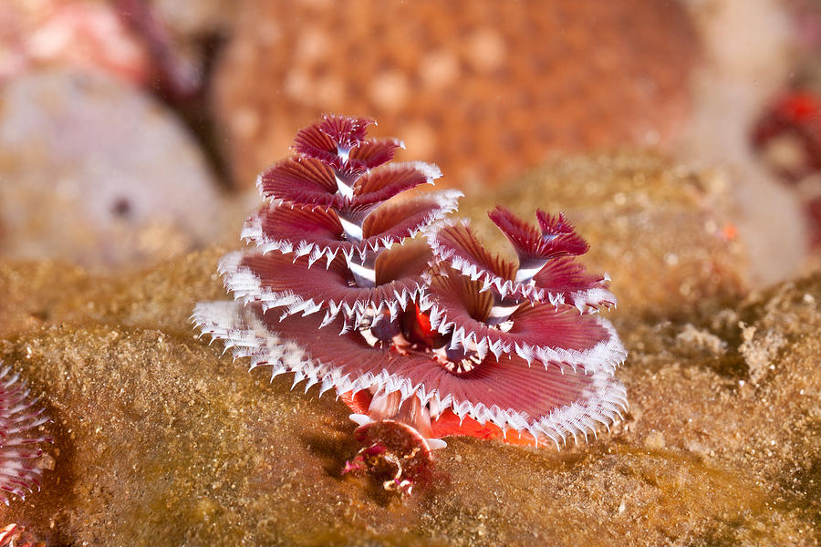 Christmas Tree Worm #1 Photograph by Andrew J. Martinez