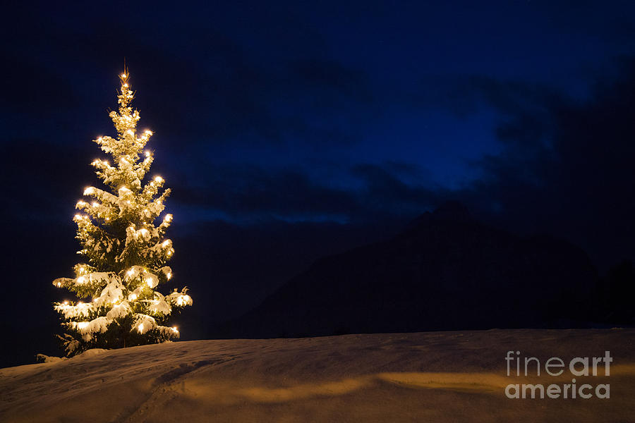 Winter Photograph - Christmastree #3 by Fabian Roessler