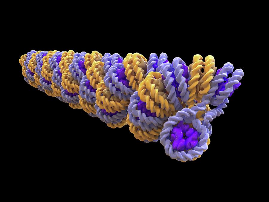 Biochemical Photograph - Chromatin Fiber And Dna Packaging #1 by Alfred Pasieka