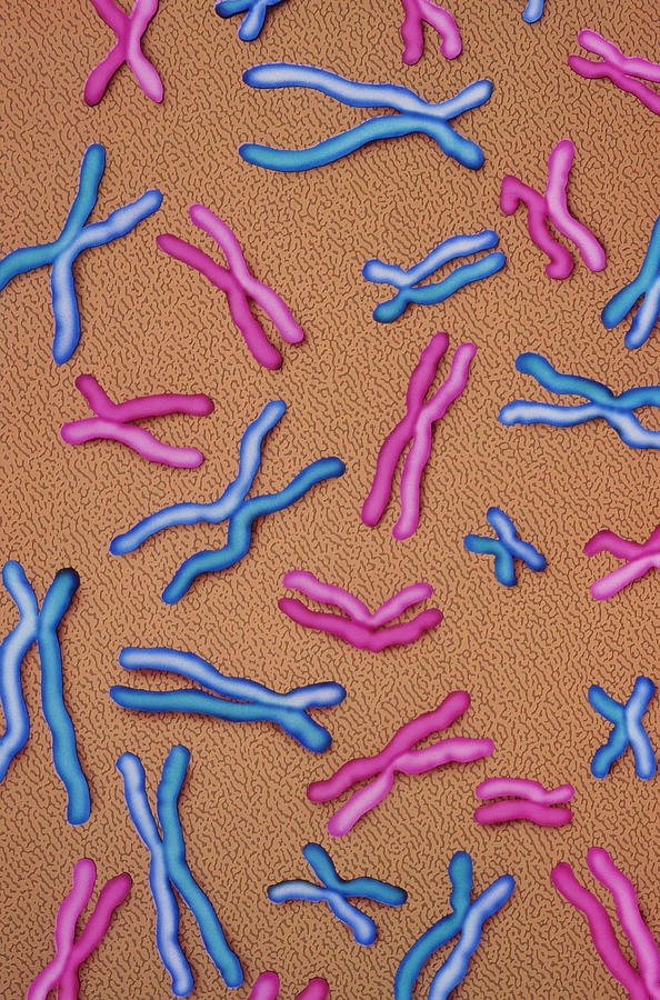 Chromosomes #1 Photograph by Chris Bjornberg