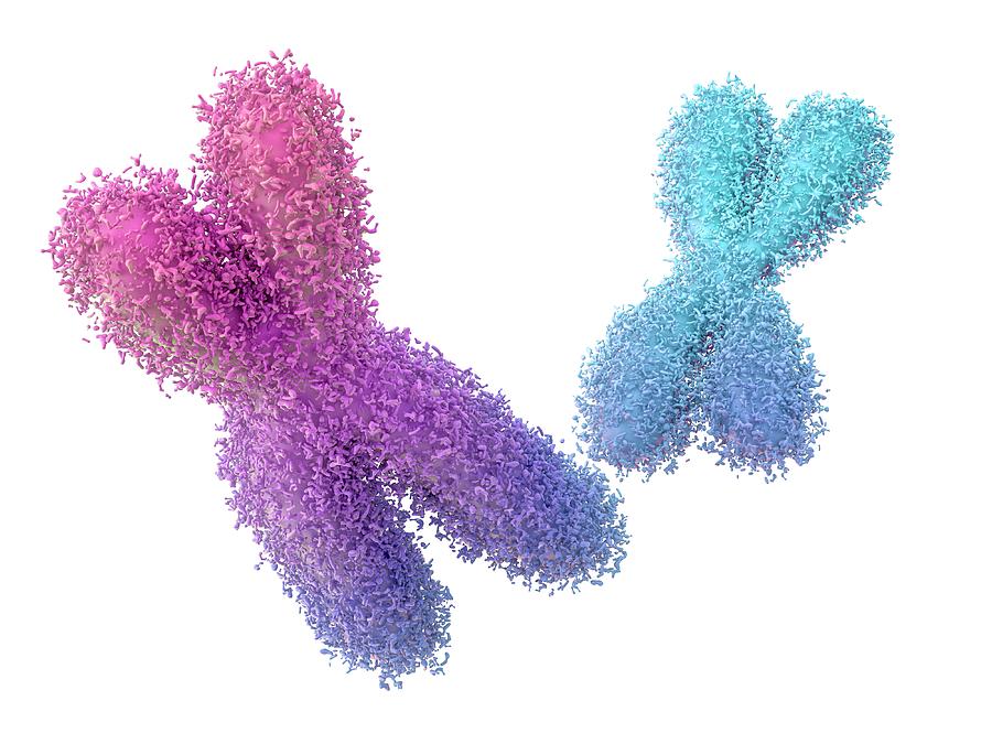 Chromosomes #1 Photograph by Maurizio De Angelis