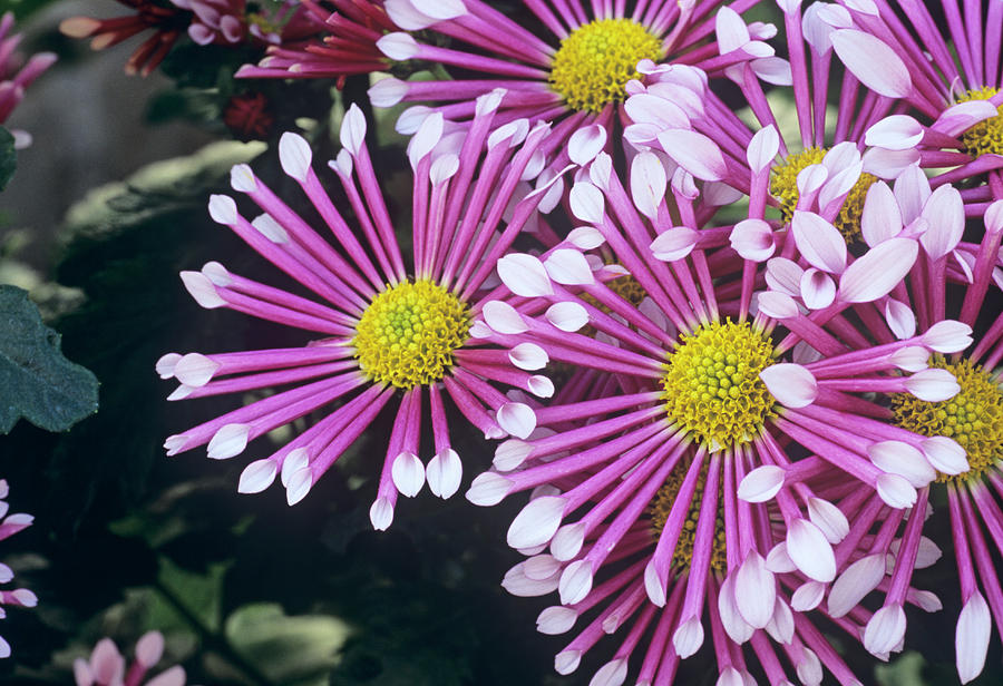 Nature Photograph - Chrysanthemum biarritz #1 by Anthony Cooper/science Photo Library