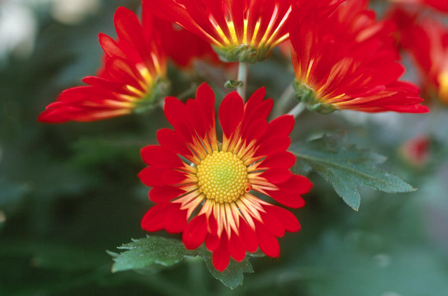 Chrysanthemum #1 Photograph by Bonnie Sue Rauch