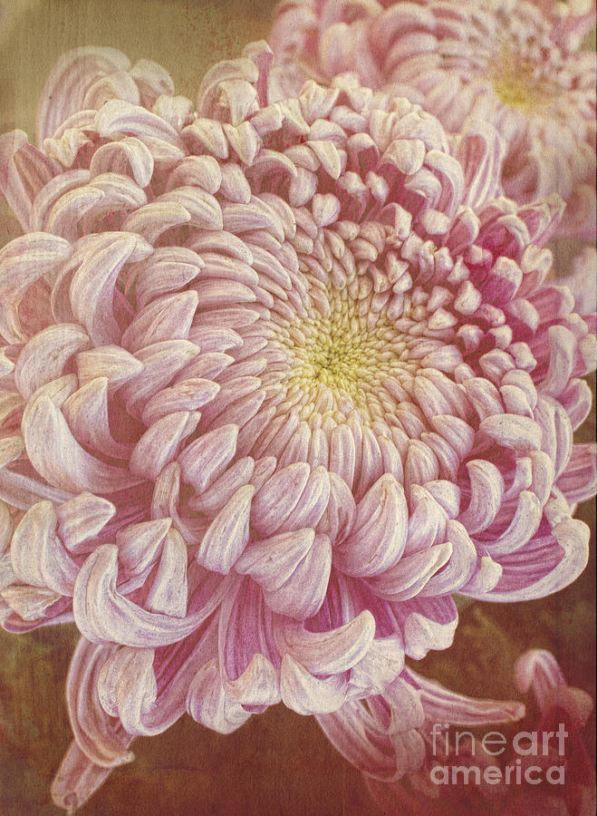 Chrysanthemum #1 Photograph by Elena Nosyreva