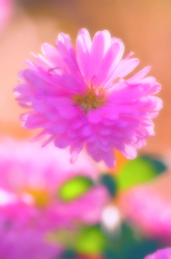 Chrysanthemum Flowers #1 Photograph by Maria Mosolova/science Photo Library