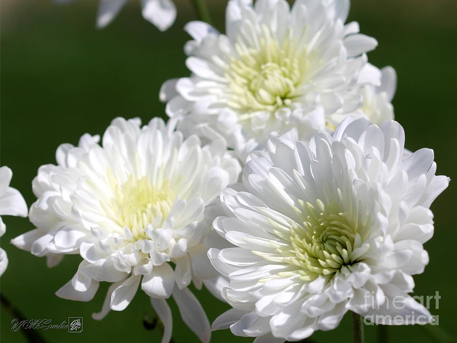 Chrysanthemum named White Arctic Queen #5 Photograph by J McCombie
