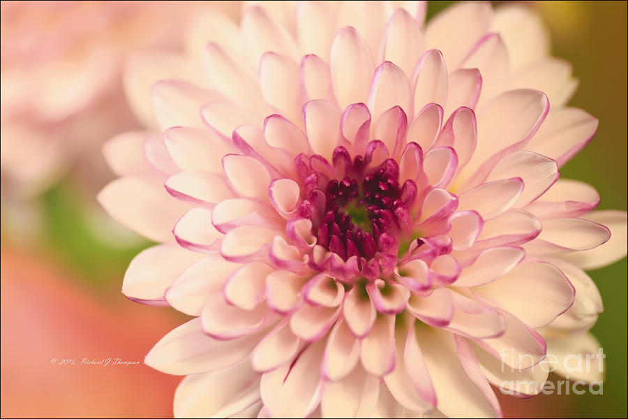 Chrysanthemum Photograph by Richard J Thompson