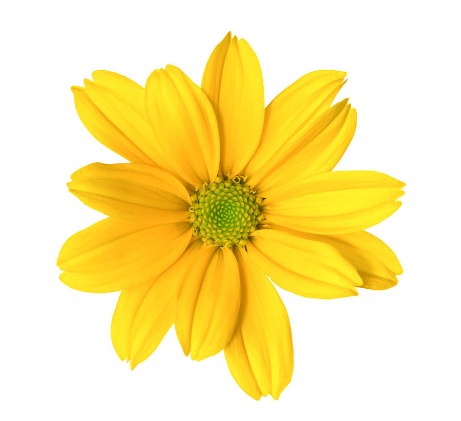 Chrysanthemum Photograph by Vidok Chrysanthemum Photograph by Vidok