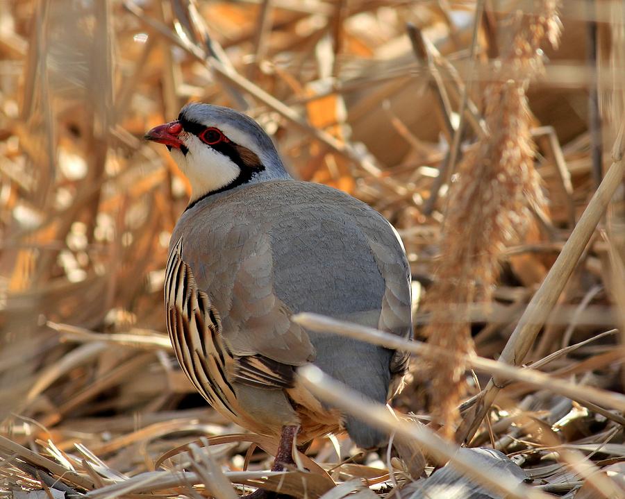 Chukar Partridge Photograph by Roxie Crouch - Fine Art America