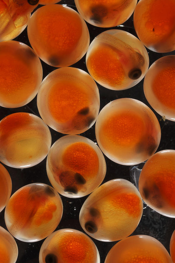 Animal Photograph - Chum Salmon Eggs #1 by Hiroya Minakuchi
