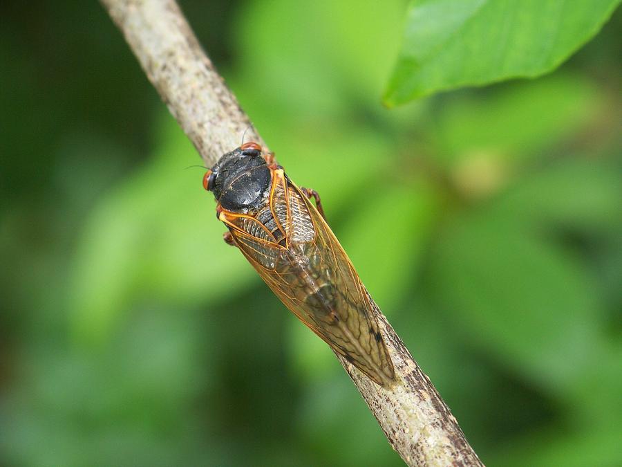 Cicada 3 Photograph by Karen King | Fine Art America