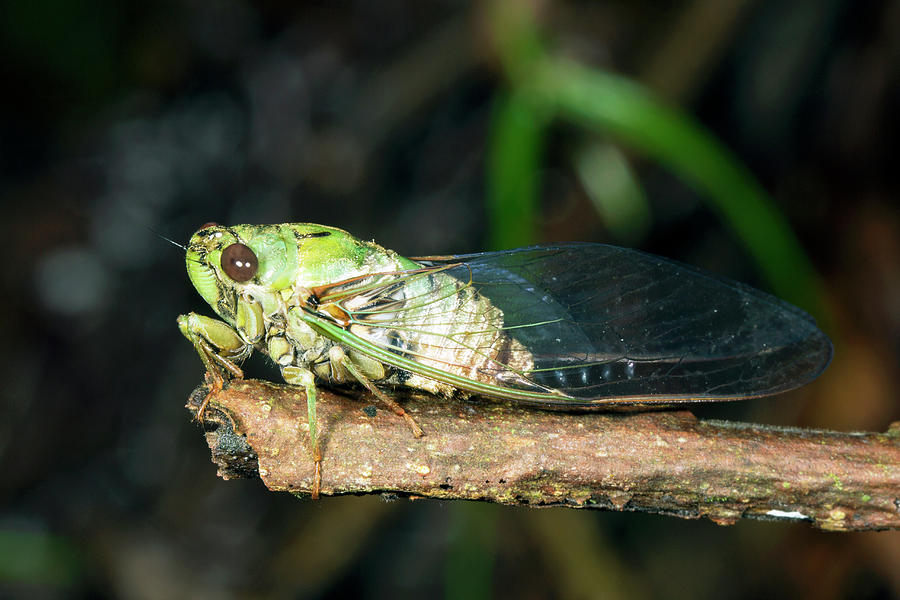 Cicada Photograph by Dr Morley Read