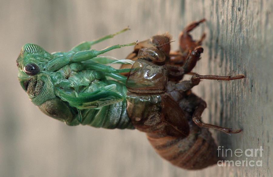 Animal Photograph - Cicada Emerging From Exoskeleton #1 by James L. Amos