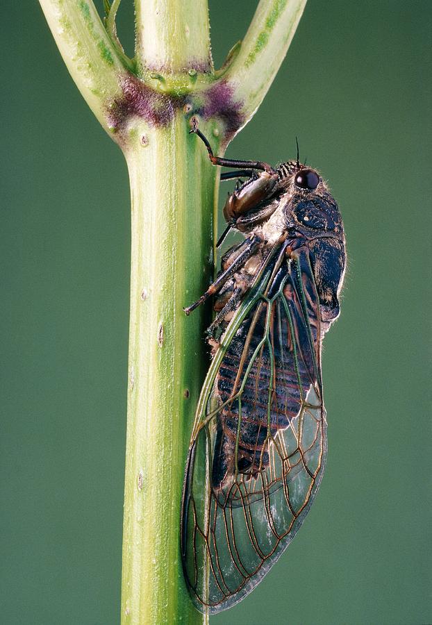 Cicada #1 Photograph by Perennou Nuridsany