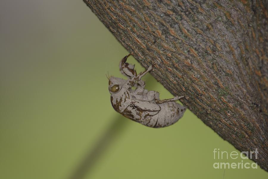 Nature Photograph - Cicada #2 by Randy Bodkins
