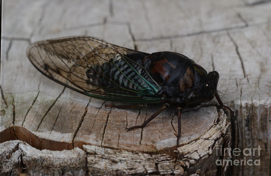 Cicada #1 Photograph by Susan Leavines