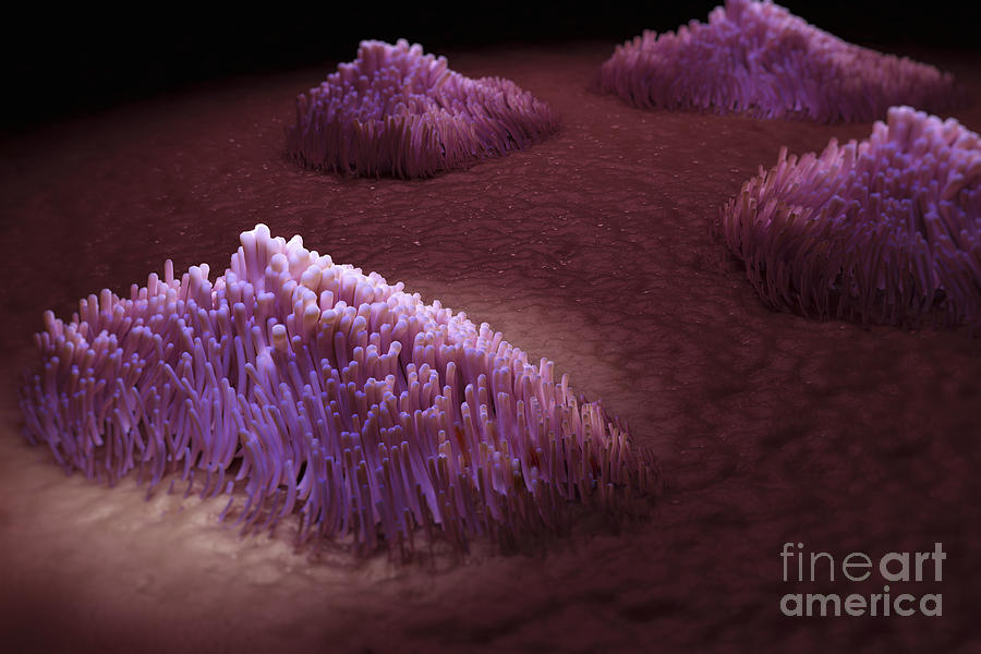Cilia Of The Respiratory Tract #1 Photograph by Science Picture Co