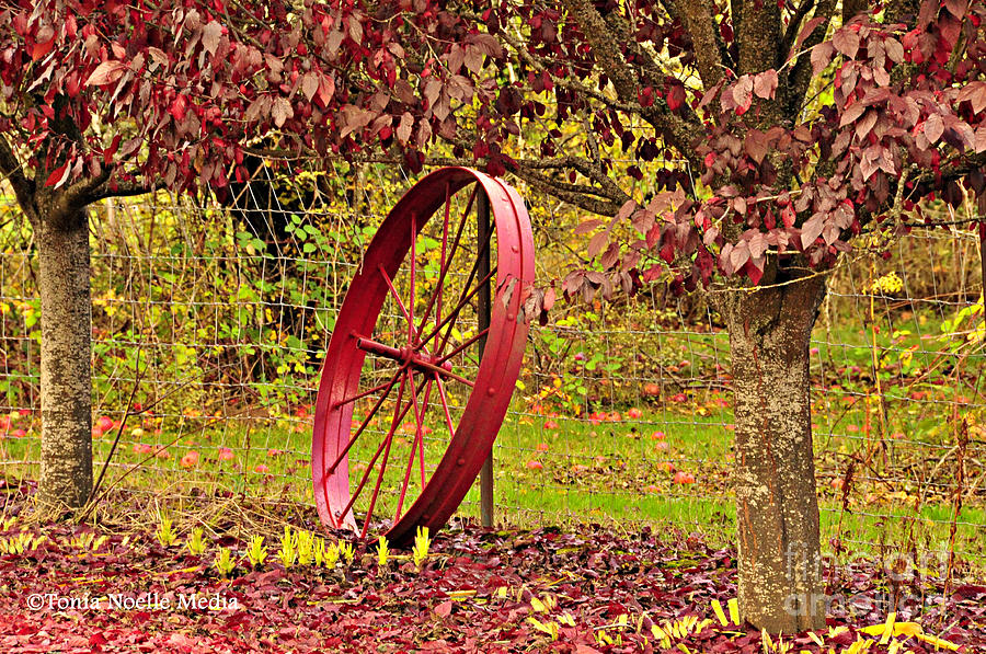 Fall Photograph - Circle of Life #1 by Tonia Noelle