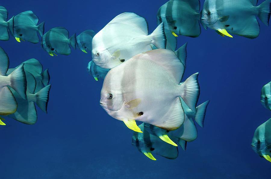 Circular Spadefish Over A Reef #1 Photograph by Georgette Douwma