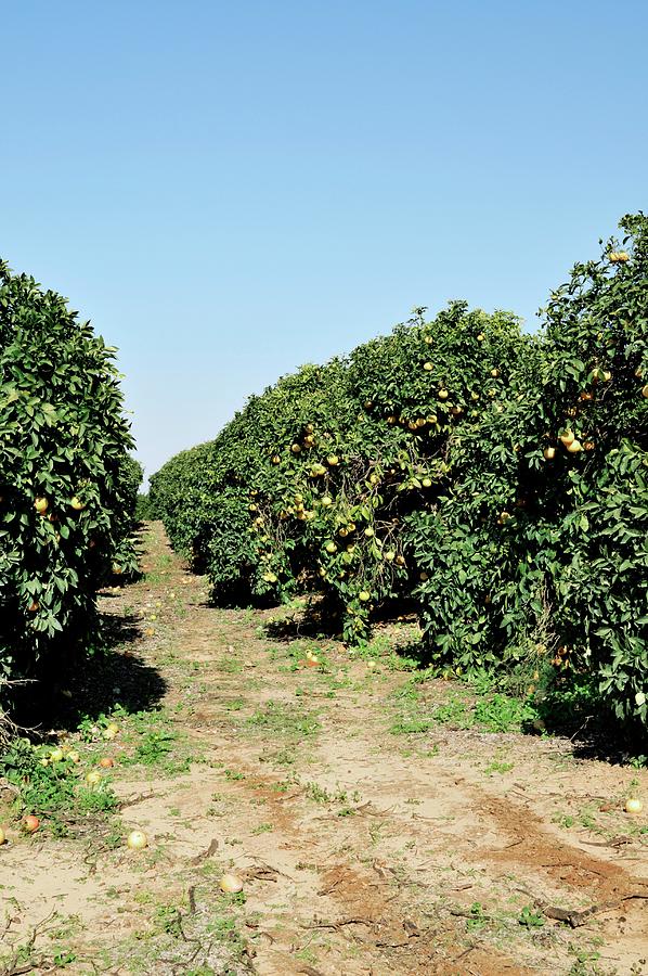 Citrus Grove #1 Photograph by Science Photo Library Citrus Grove #1 Photograph by Science Photo Library