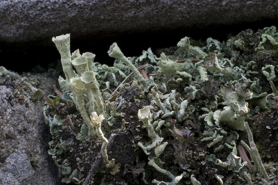 Cladonia Lichens #1 Photograph by Paul Whitten