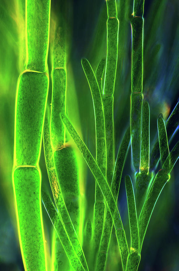 Nature Photograph - Cladophora Green Algae #1 by Marek Mis