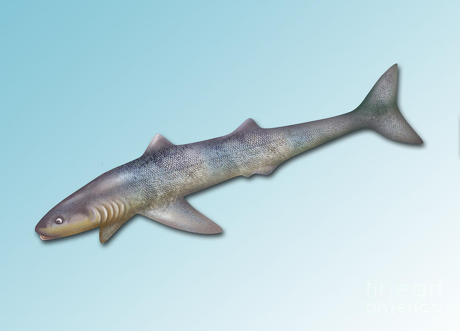 Cladoselache, Extinct Shark #1 Photograph by Gwen Shockey