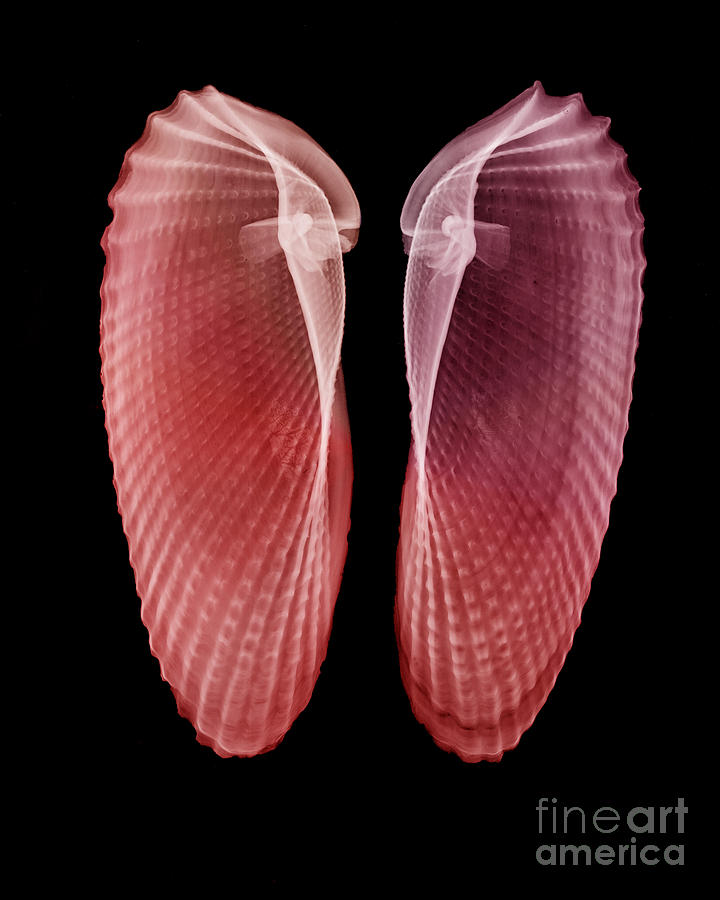 Clam Shells X-ray #1 Photograph by Bert Myers