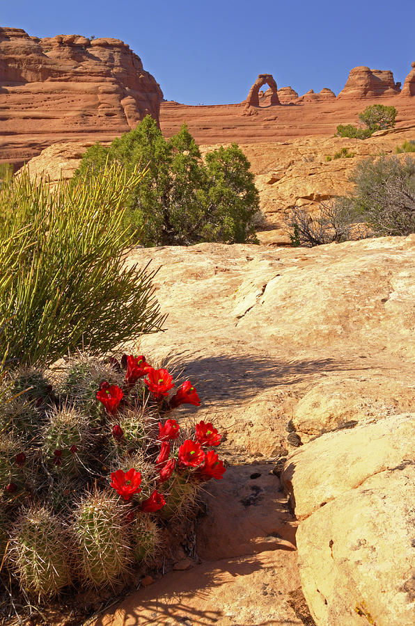 Arches National Park Photograph - Claret Cup and Delicate Arch #1 by Duncan Mackie