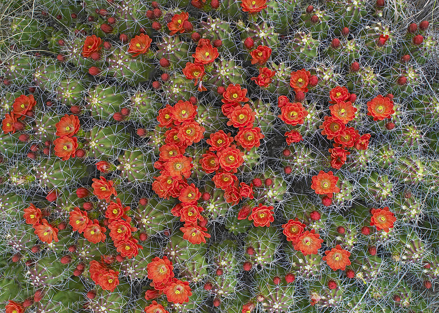 Claret Cup Cactus Flowers Detail #1 Photograph by Tim Fitzharris