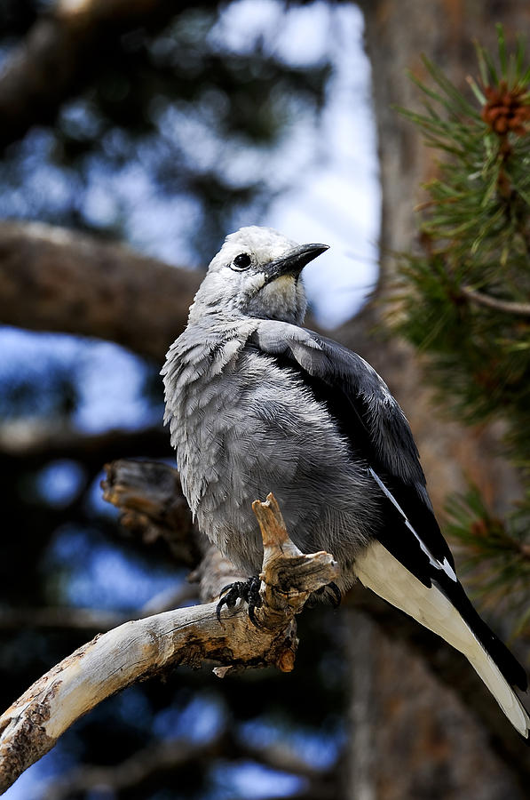 Bird Photograph - Clarks Nutcracker by Don and Bonnie Fink Bird Photograph - Clarks Nutcracker by Don and Bonnie Fink