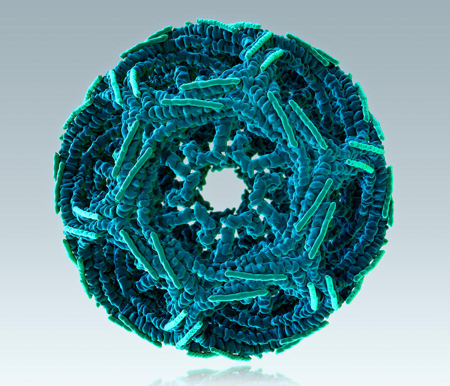 Clathrin Cage, Molecular Model #1 Photograph by Evan Oto Clathrin Cage, Molecular Model #1 Photograph by Evan Oto