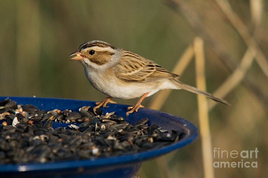 Clay-colored Sparrow #1 Photograph by Linda Freshwaters Arndt
