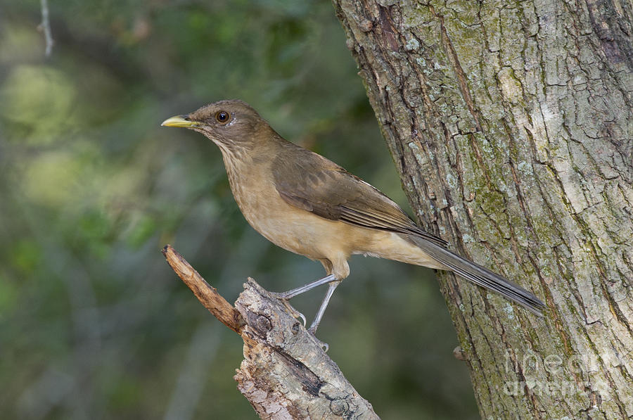 Clay-colored Thrush #1 Photograph by Anthony Mercieca