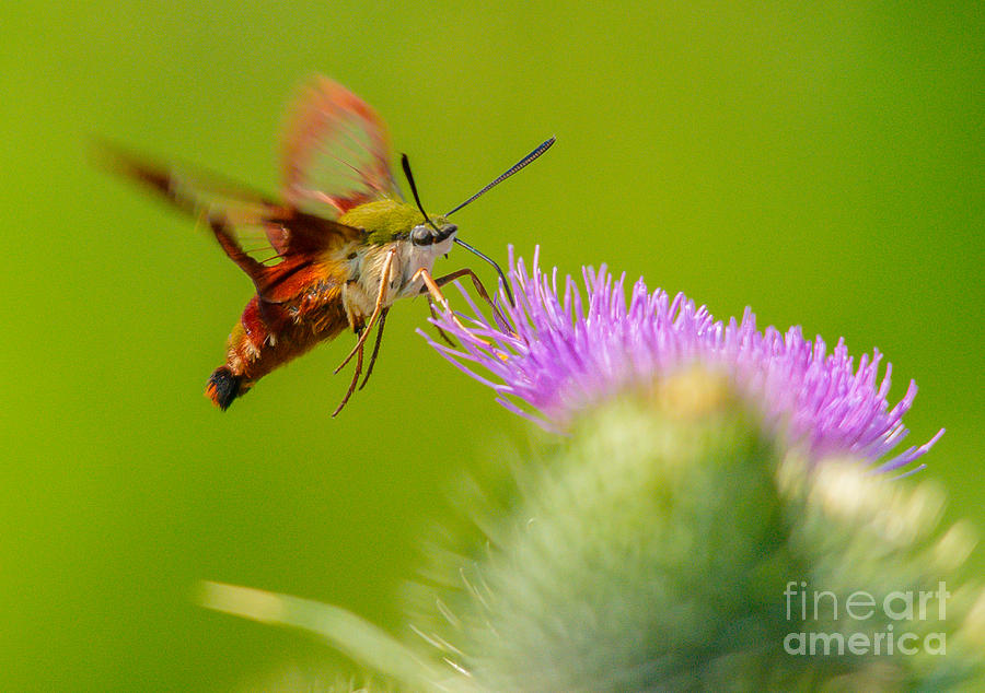 Clearwing Hummingbird Moth #1 Photograph by Cheryl Baxter