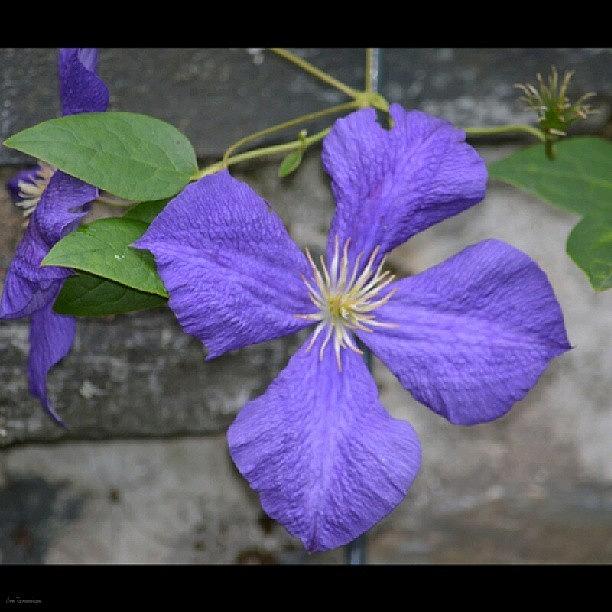 Summer Photograph - Clematis #1 by Eve Tamminen