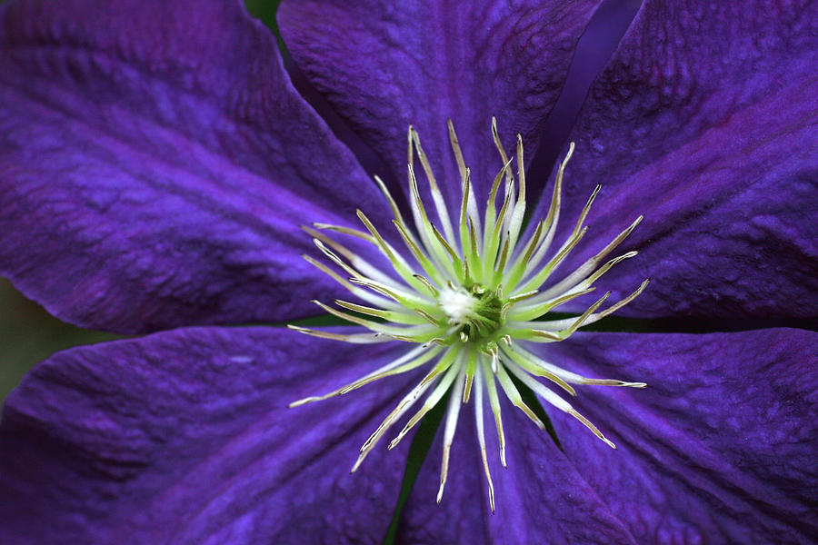 Flowers Still Life Photograph - Clematis Flower Detail #1 by Anna Miller