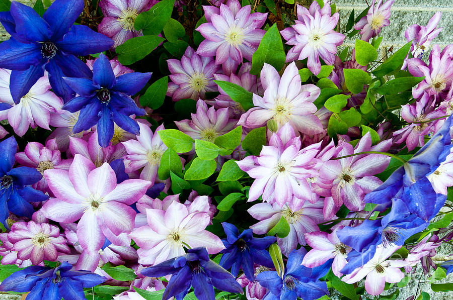 Clematis Flowers #1 Photograph by William H. Mullins