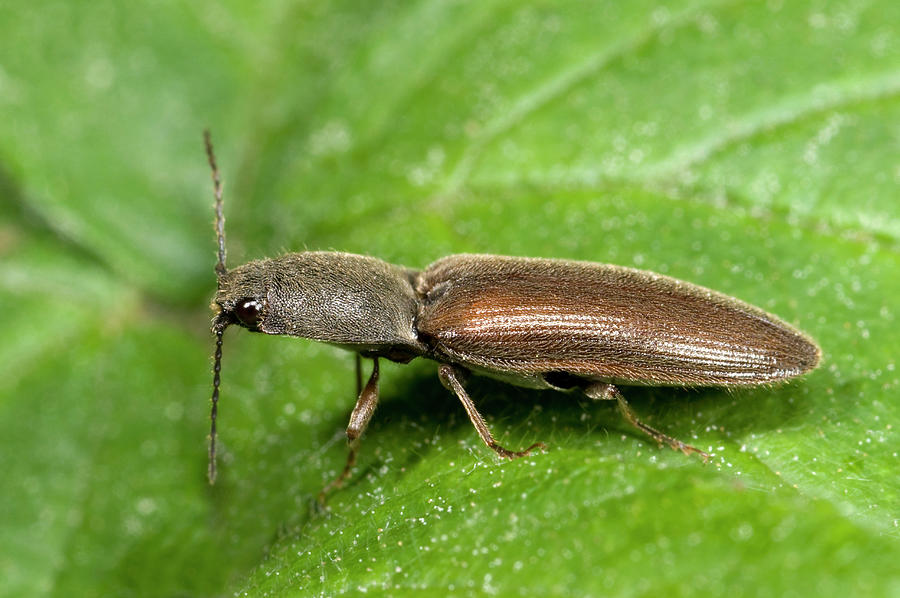 Insects Photograph - Click Beetle #1 by Nigel Downer