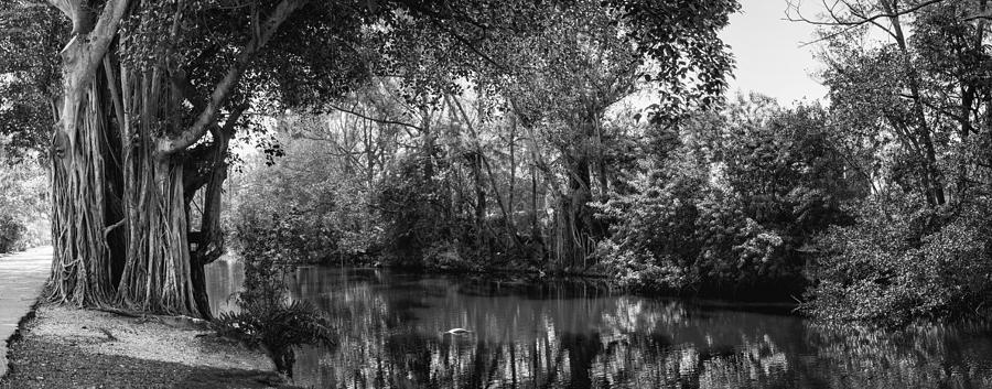 Tree Photograph - Cliff Lake #1 by Lynn Palmer