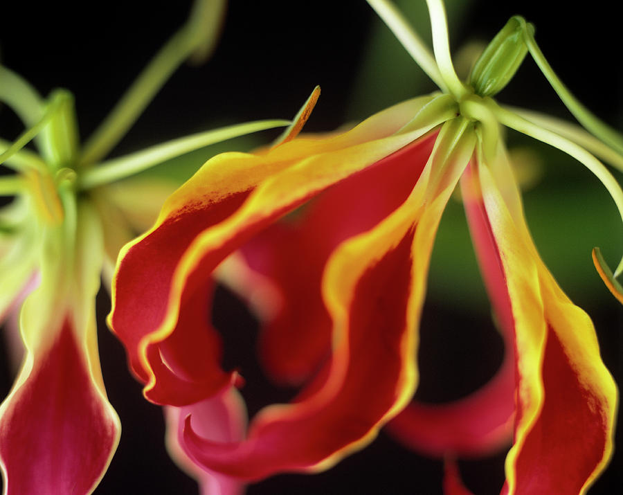 Climbing Lily (gloriosa Superba) #1 Photograph by Rowland Roques Oneil/ Science Photo Library