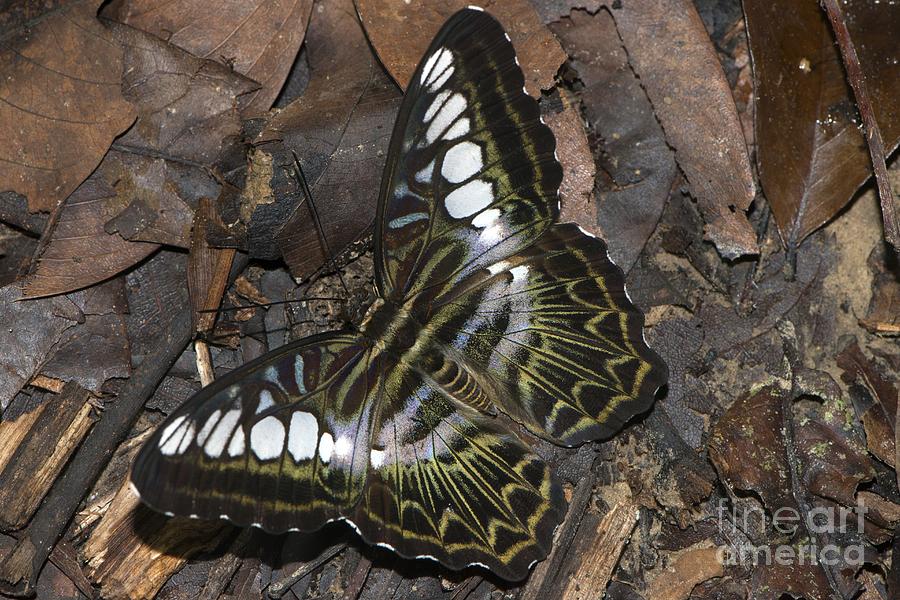 Butterfly Photograph - Clipper Butterfly, Borneo #1 by Louise Murray