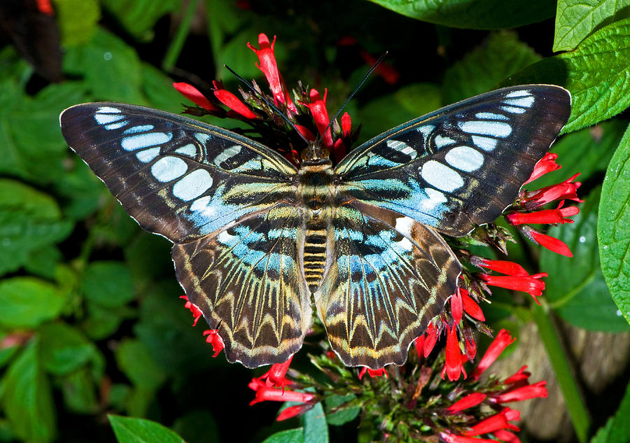 Clipper Butterfly Parthenos Sp Photograph by Millard H. Sharp | Fine ...