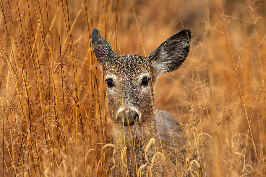 Deer Photograph - Close Encounter by James Marvin Phelps