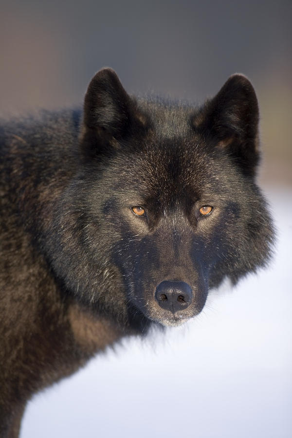 Close-up Archipelago Wolf In Black Photograph by John Hyde - Fine Art ...