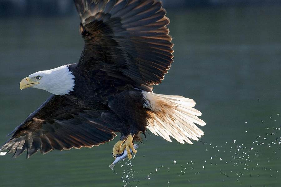 Close Up Of A Bald Eagle Catching A #1 Photograph by John Hyde