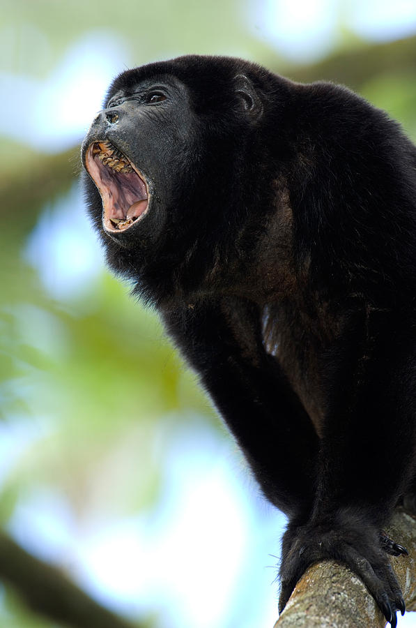 Close-up Of A Black Howler Monkey #1 Photograph by Panoramic Images