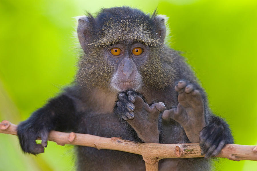 Wildlife Photograph - Close-up Of A Blue Monkey Sitting #1 by Panoramic Images