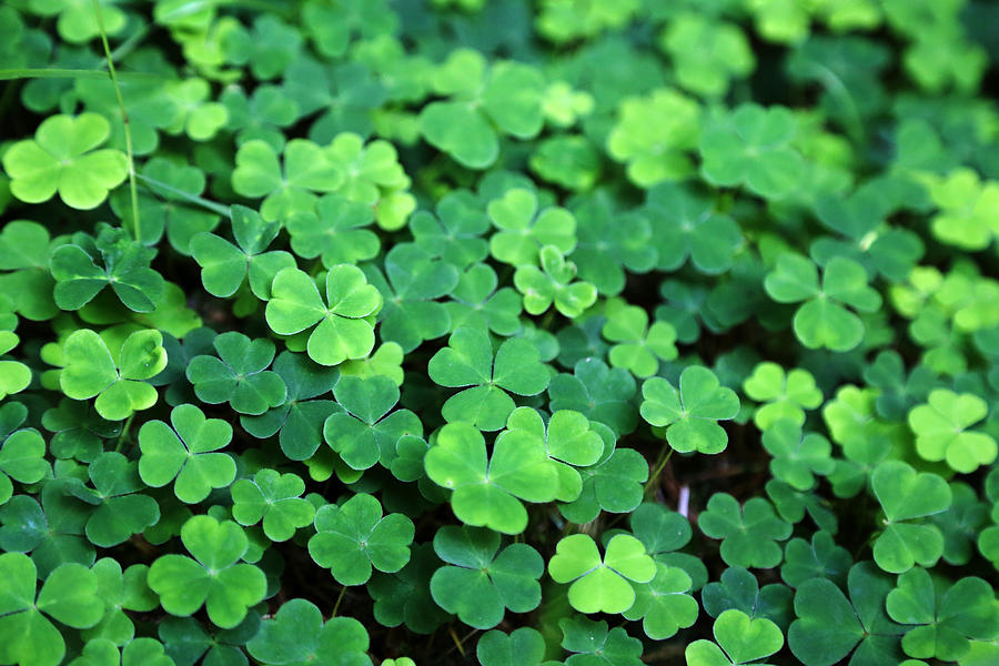 Close up of a bunch of green clover #1 Photograph by Cezary Zarebski Photogrpahy