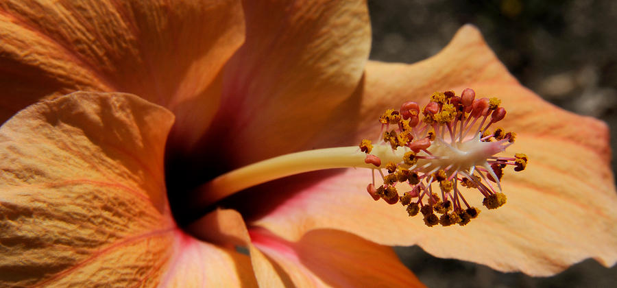 Nature Photograph - Close-up Of A Hibiscus Flower, Pinole #1 by Panoramic Images